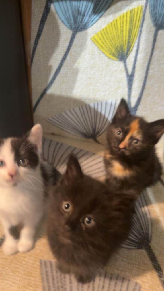 Cute Kittens 