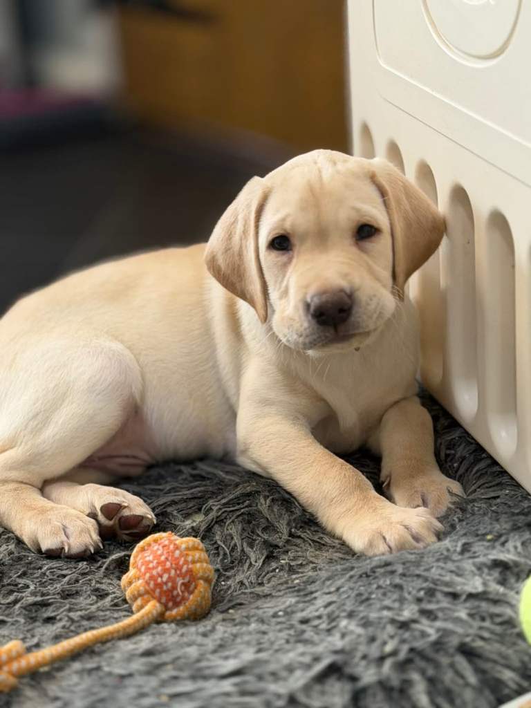 Labrador puppies