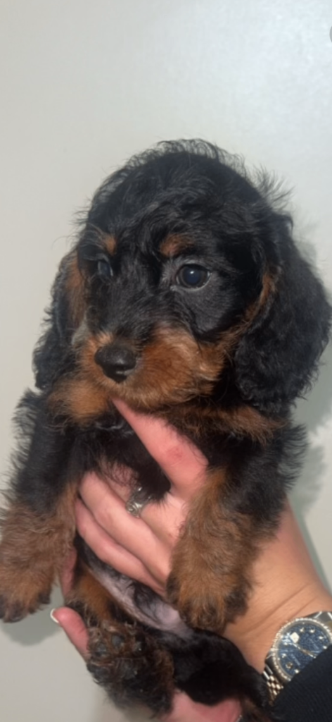 image for LAST TWO DAPPLE DACHSHUND BOY PUPPIES 