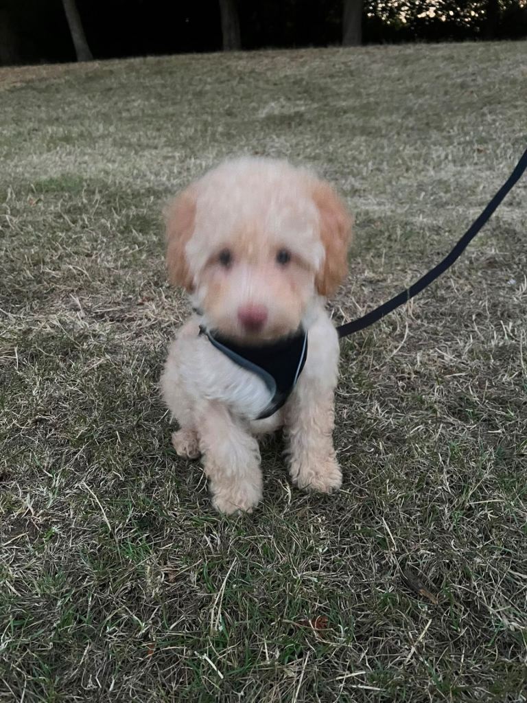 Toy poodle 