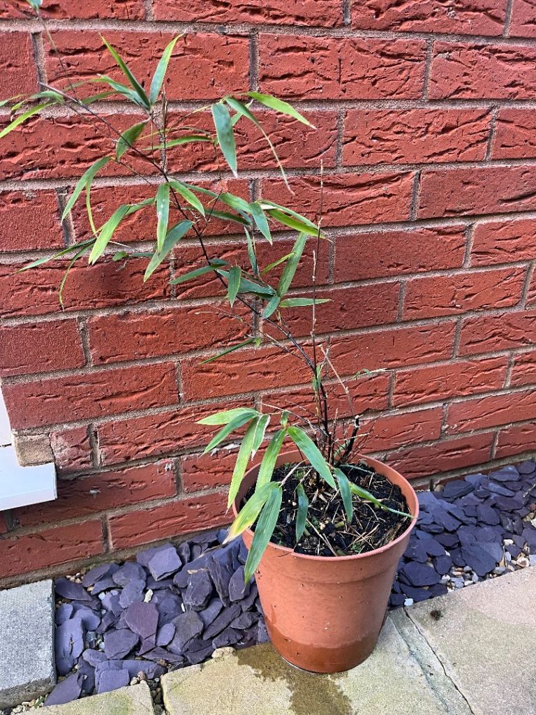 Black Bamboo Plant in Pot 31” Tall