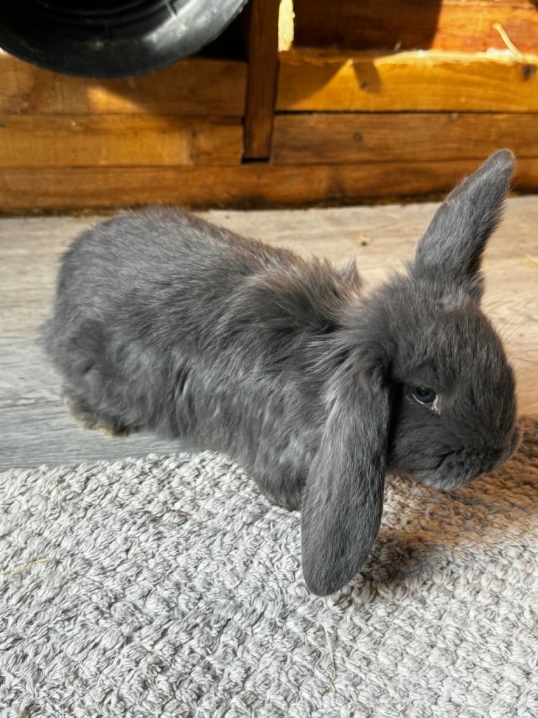 Pure bred French Lop kits 