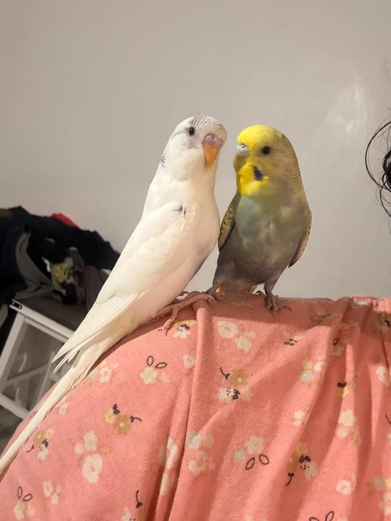 Beautiful Tamed Budgie Couple – Friendly & Active
