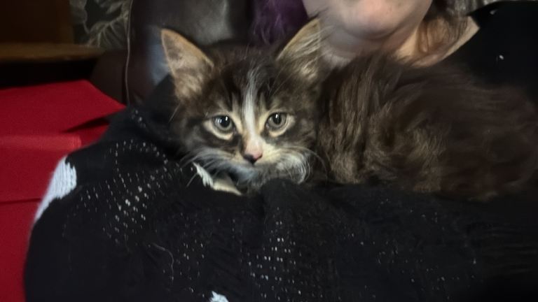 male cat 
