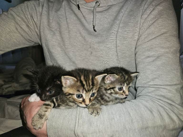3 lovely kittens ready soon on the 3rd june 