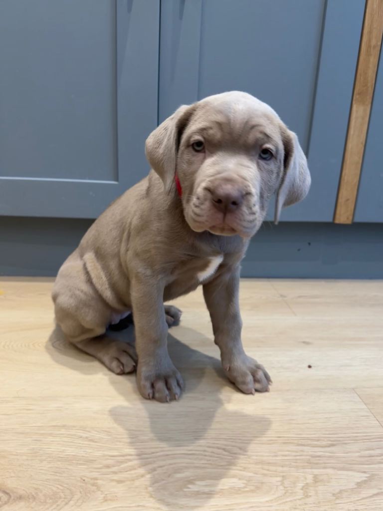 Neapolitan x Cane Corso mix - READY NOW!!!