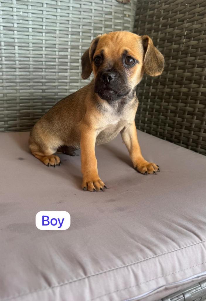 Cavalier King Charles  x pug puppy’s 