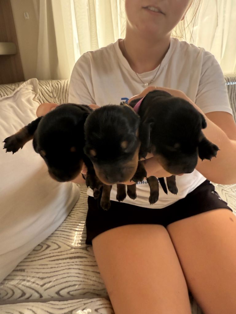 Miniature dachshunds
