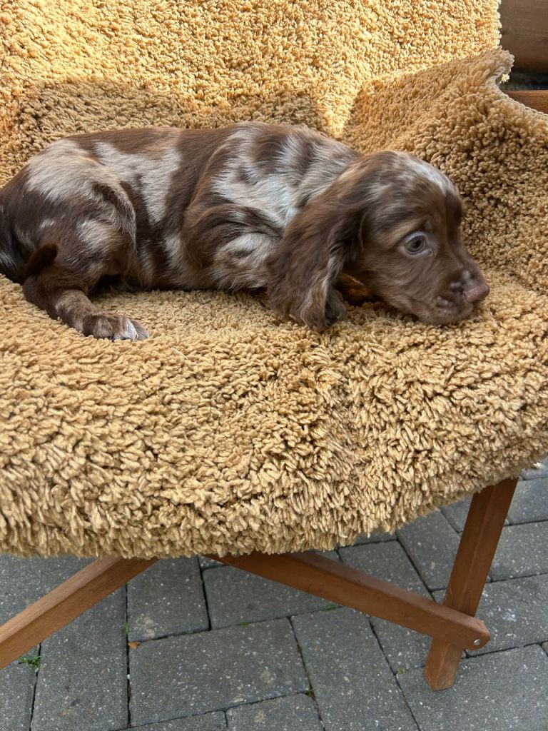 Cocker spaniel puppies 