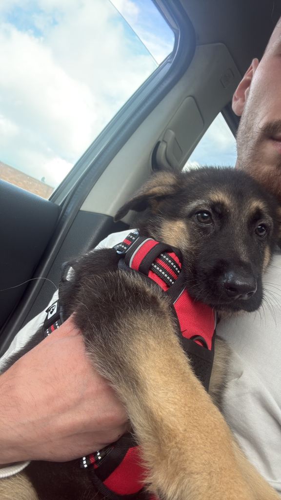 German shepherd puppy