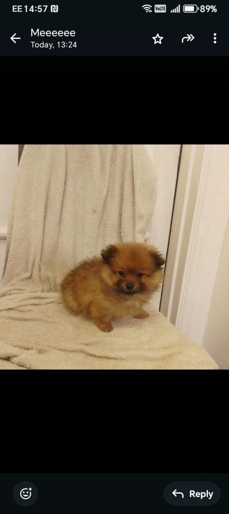 Lovely cute kind pom pup