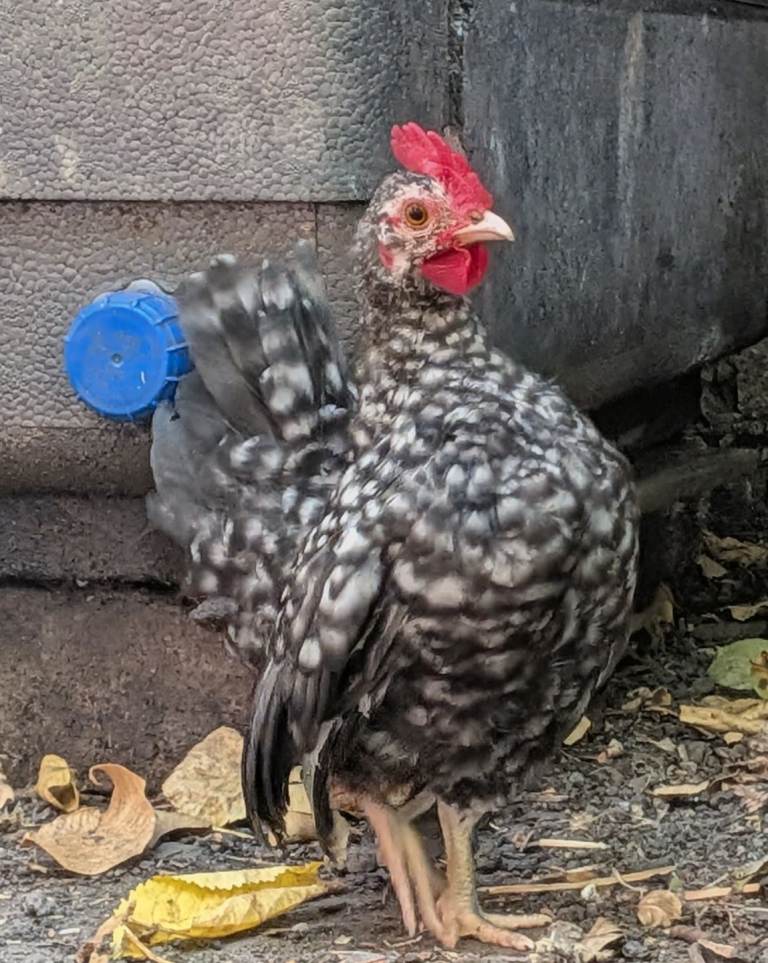 Serama Cockerel 9 weeks Old