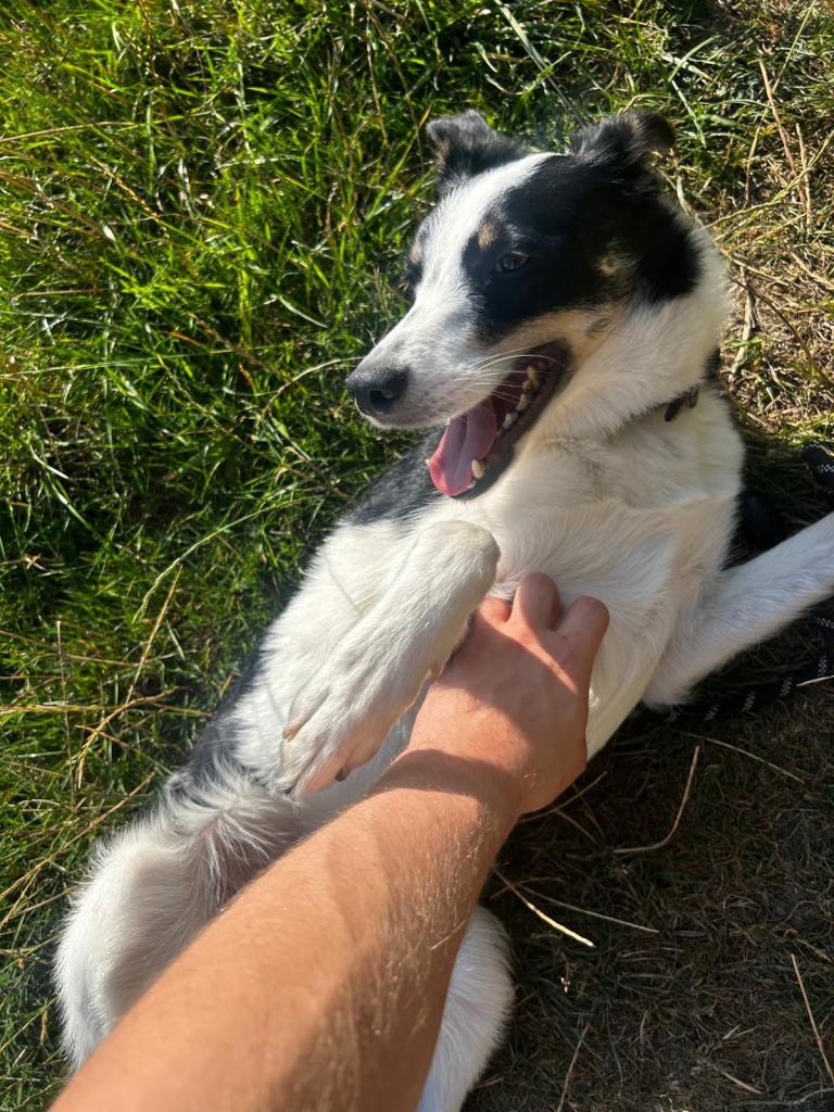 2 Year Old Border Collie 