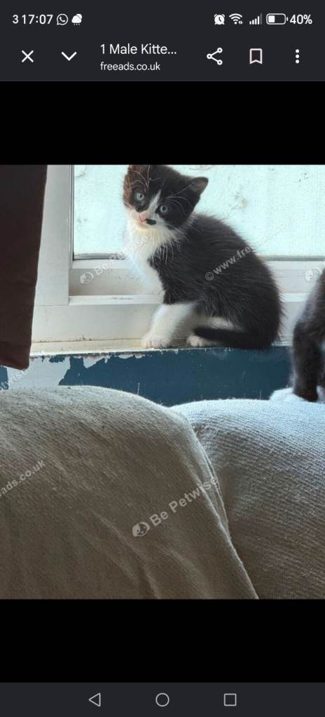Black and white male kitten 