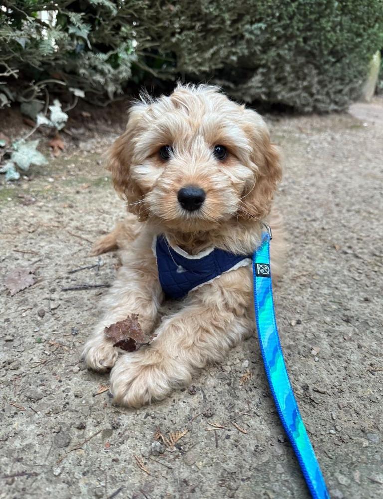 Cockapoo puppy 18 weeks old