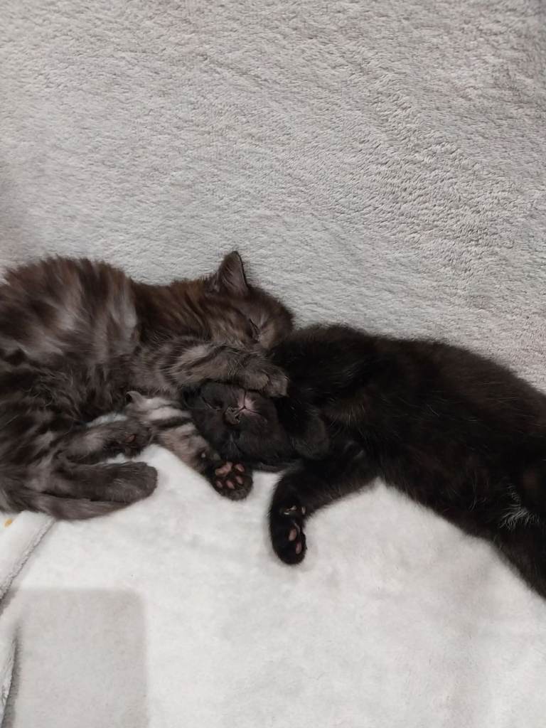 Black boy kitten 