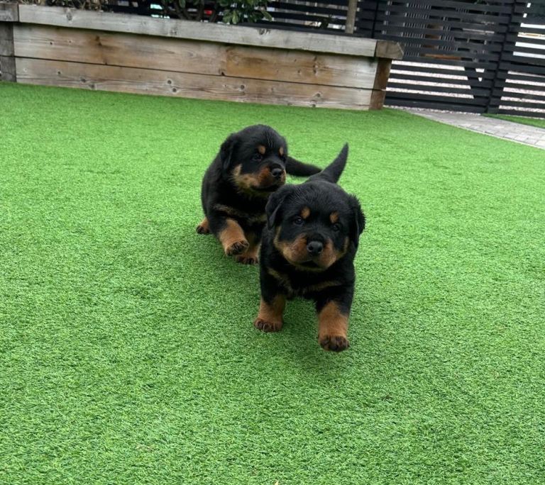 Beautiful Rottweiler male puppies