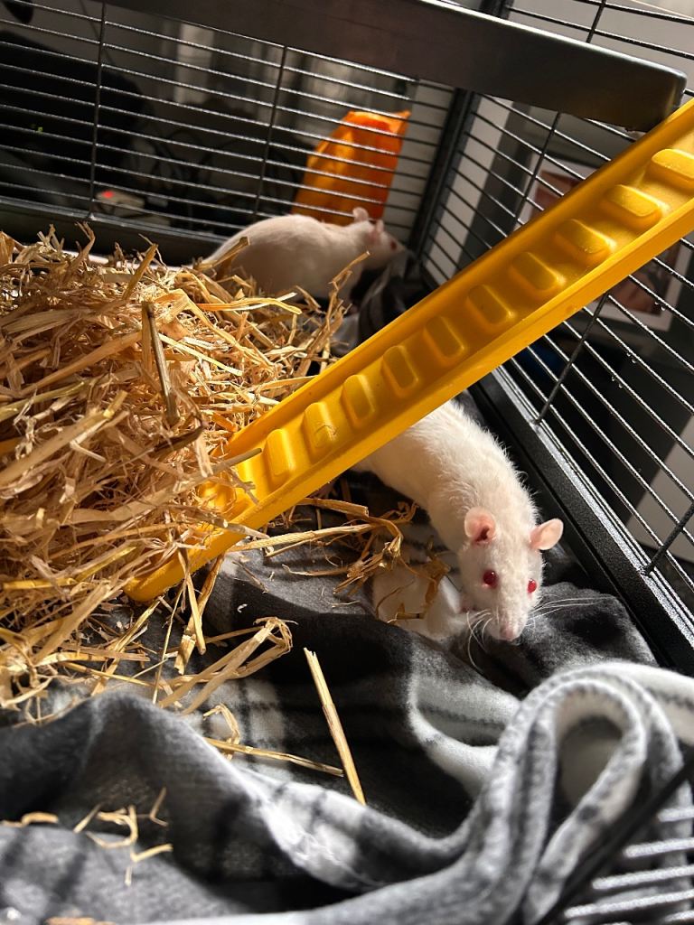 image for Two female rats and cage