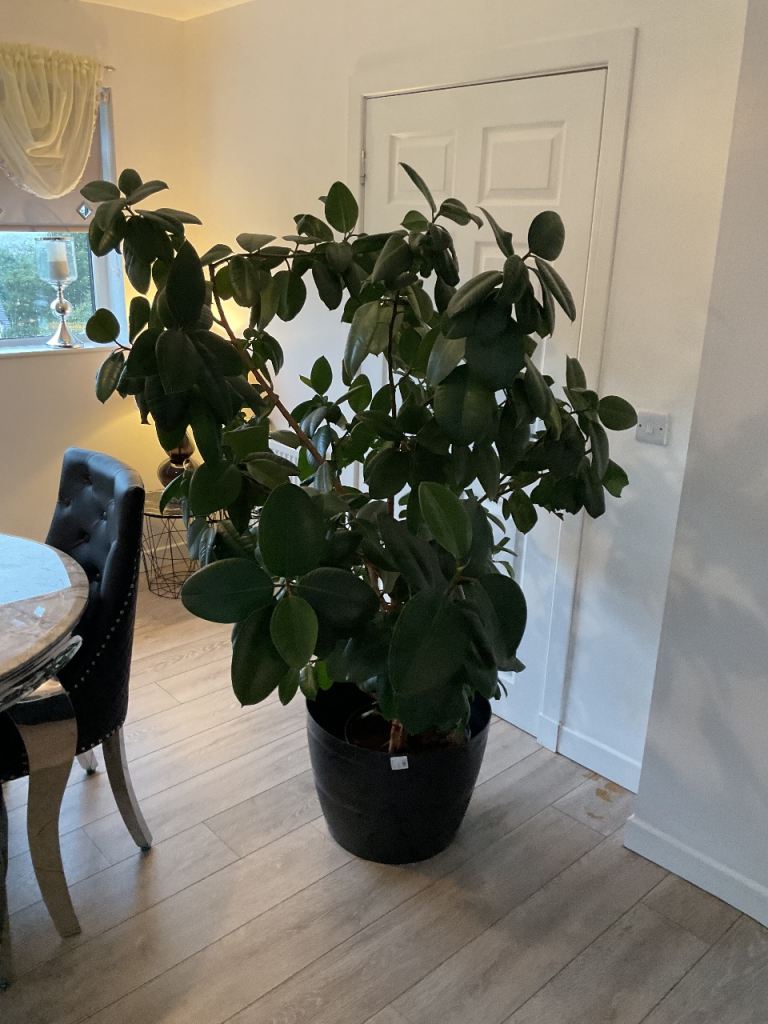 Rare 27yr old mature rubber plant REDUCED FOR QUICK SALE 