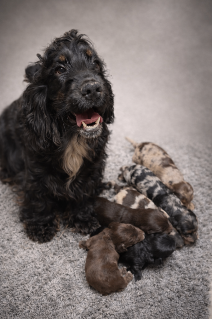 Beautiful mixed litter of F1 cocker poo puppies
