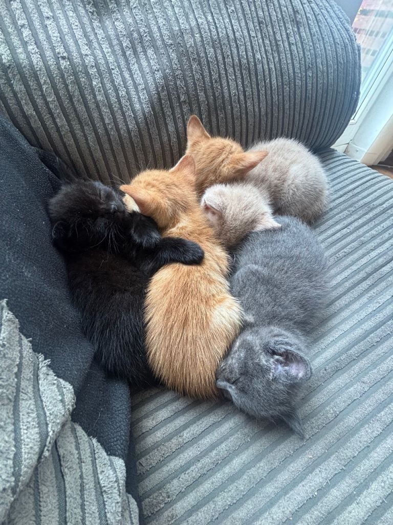 Kittens ready for new homes 
