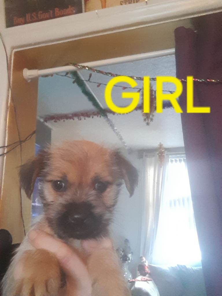 Border terrier cross puppies 2 girls 1 boy  