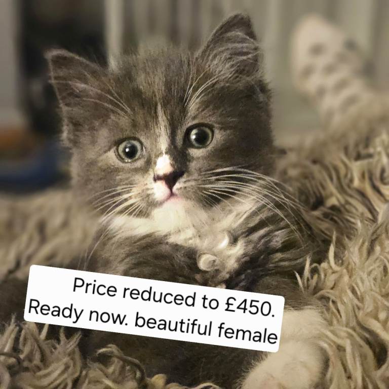 One GIRL left. Ready now. Half ragdoll kittens for sale. Beautiful grey and white