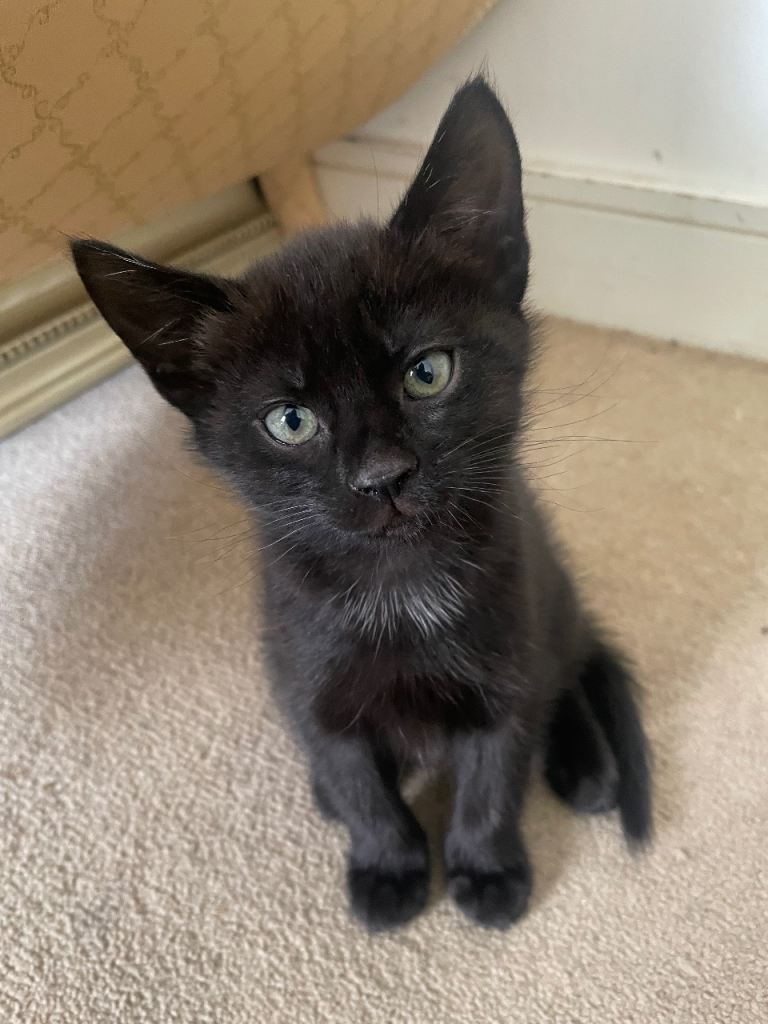 Adorable Litter of 2 Kittens – 3 Months Old
