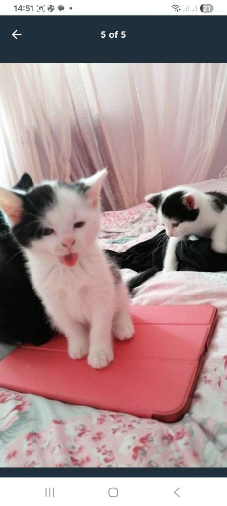 Kittens 