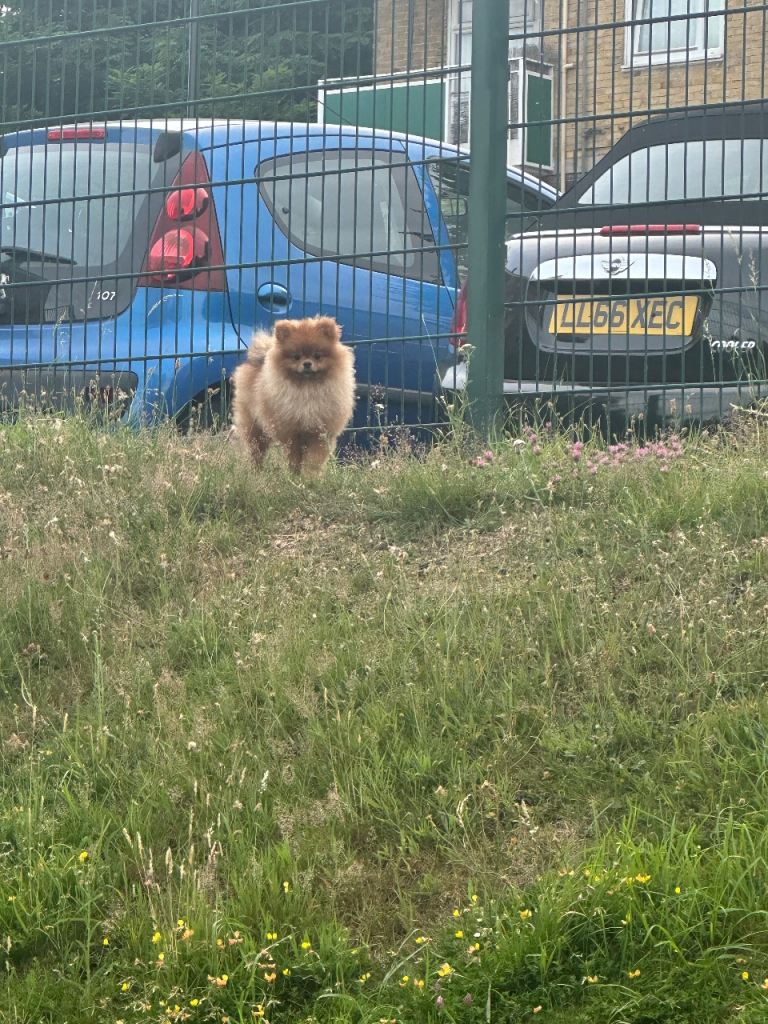 XSmall pedigree Pomeranian
