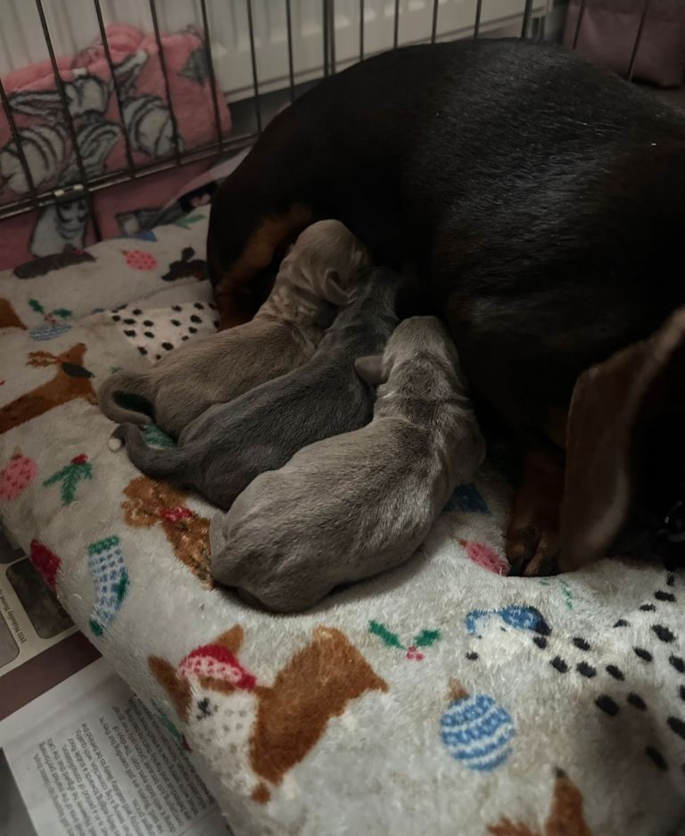 Stunning dachshund puppies 
