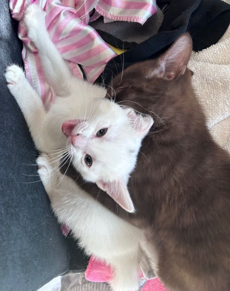 brown and white kittens 🐈 rare especially brown domestic shorthair