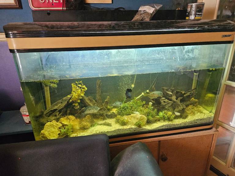 Boys fish tank quick sale