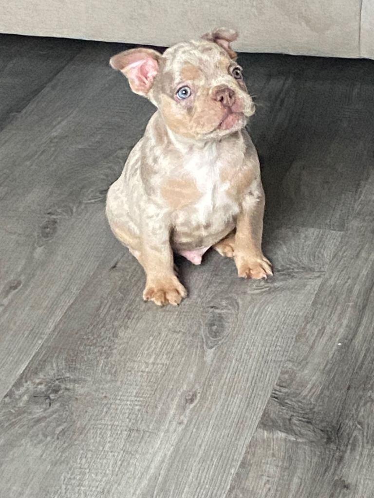 French bulldog puppies 