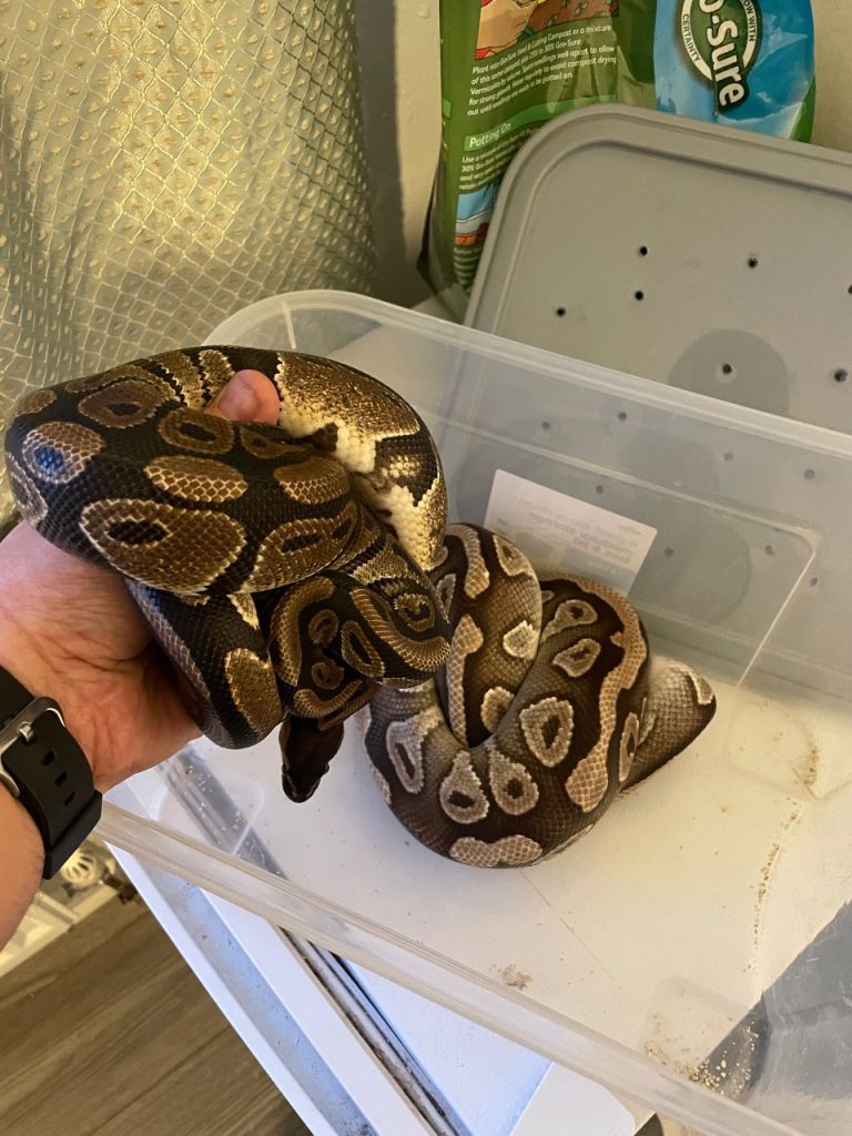 Mojave ball python  and normal 