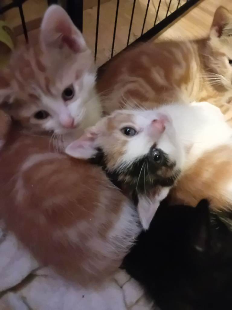 Fluffy kitten ready now 