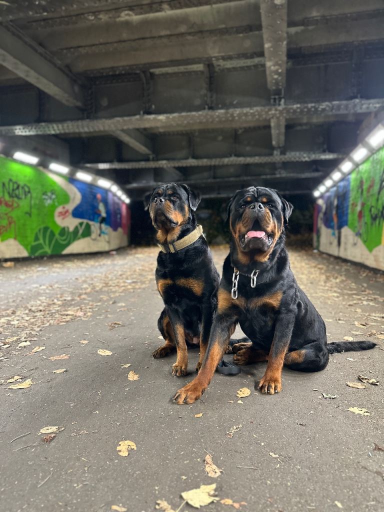 KC German Line Rottweilers – Mother & Son Pair