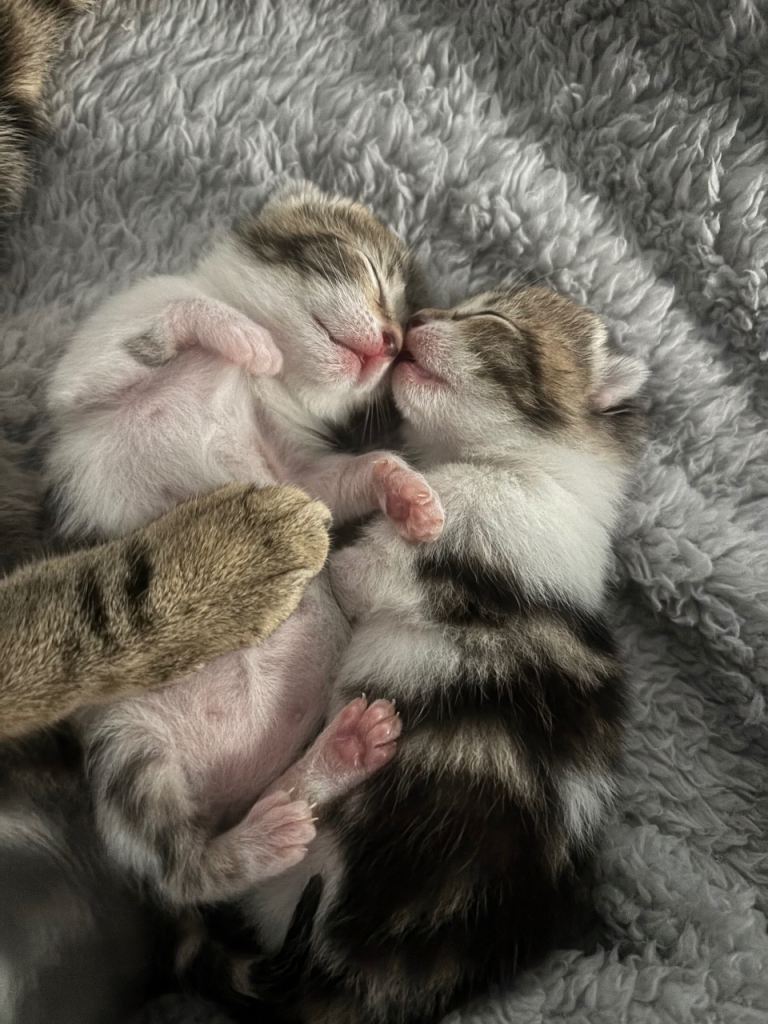 Kittens ready now!