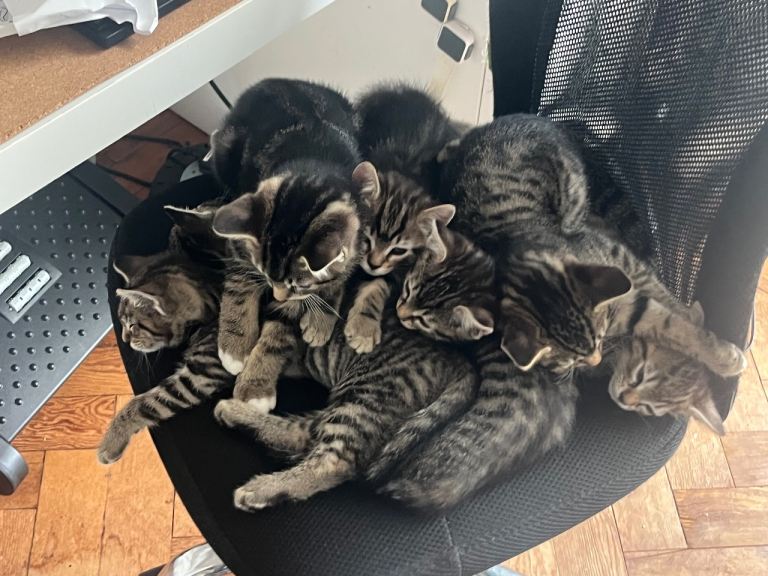 3 tabby kittens left - looking for a good home 