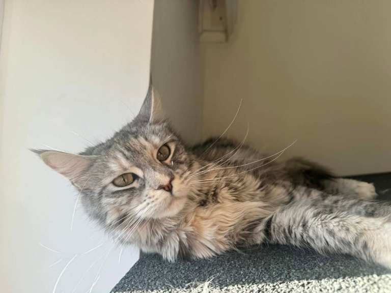 TICA active Maine Coon female 
