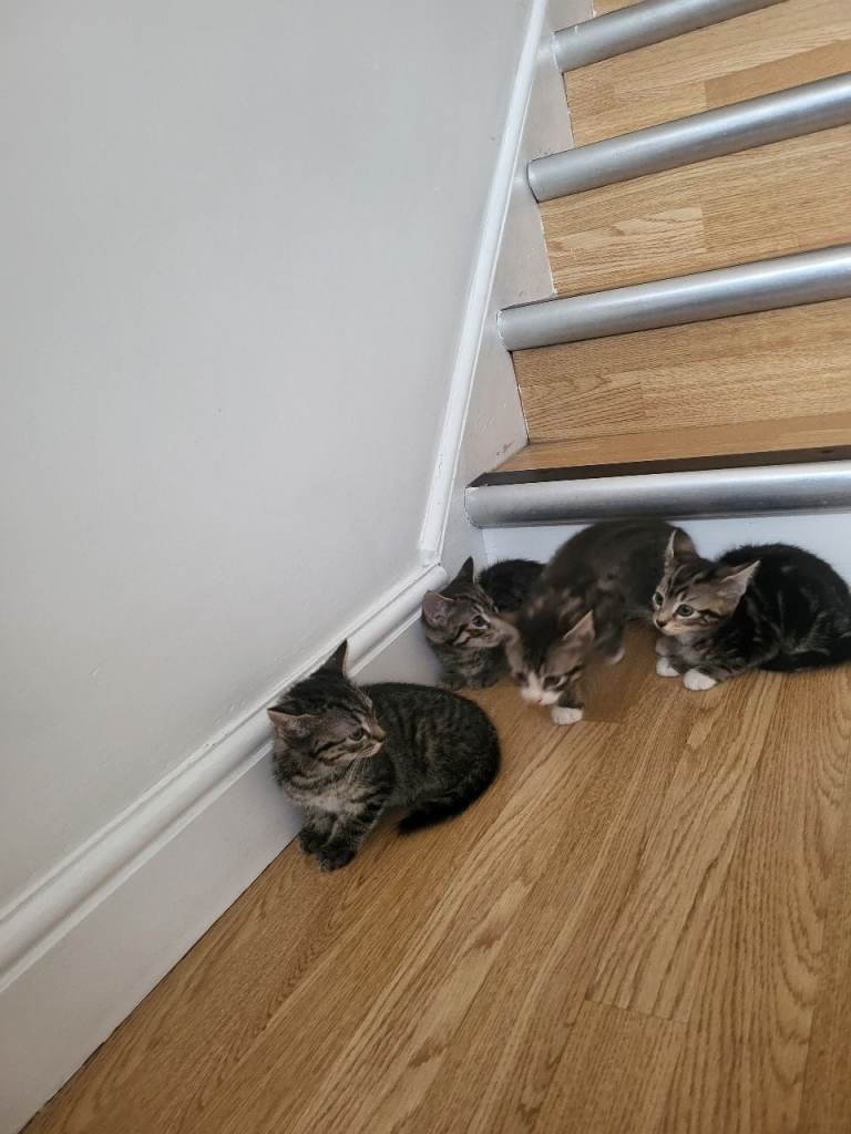 Lovely kittens 