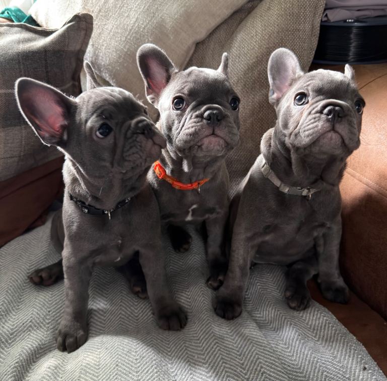 Ready now ❤️ Beautiful French bulldog puppies 