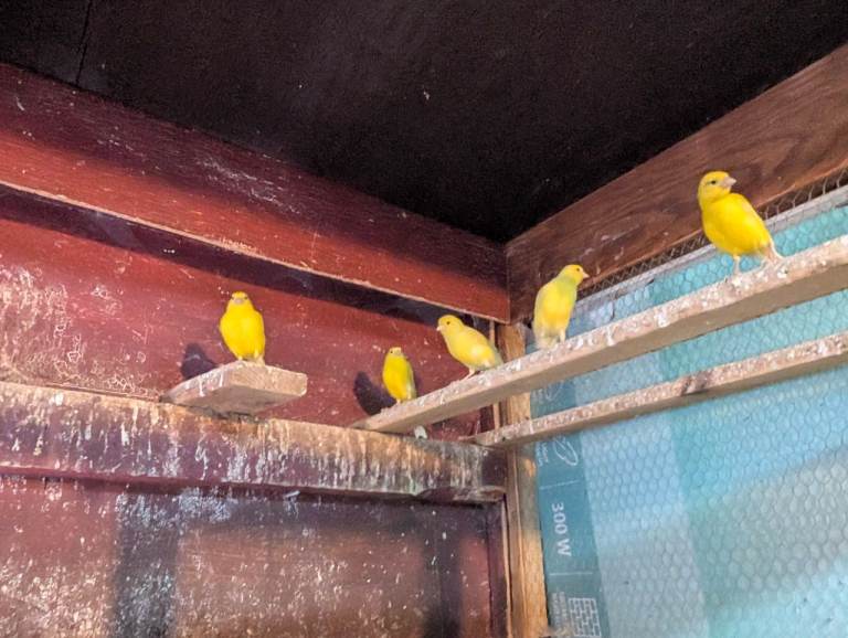 Canary for sale