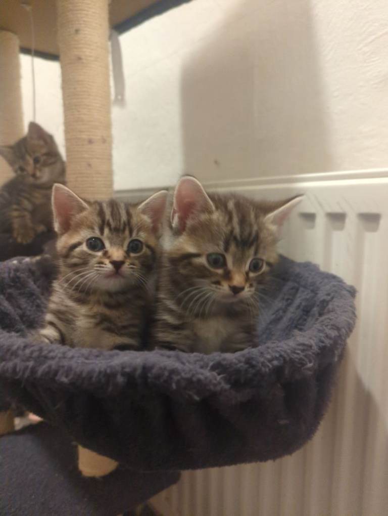 22nd April - Gorgeous Kittens Ready For Their Forever Homes 