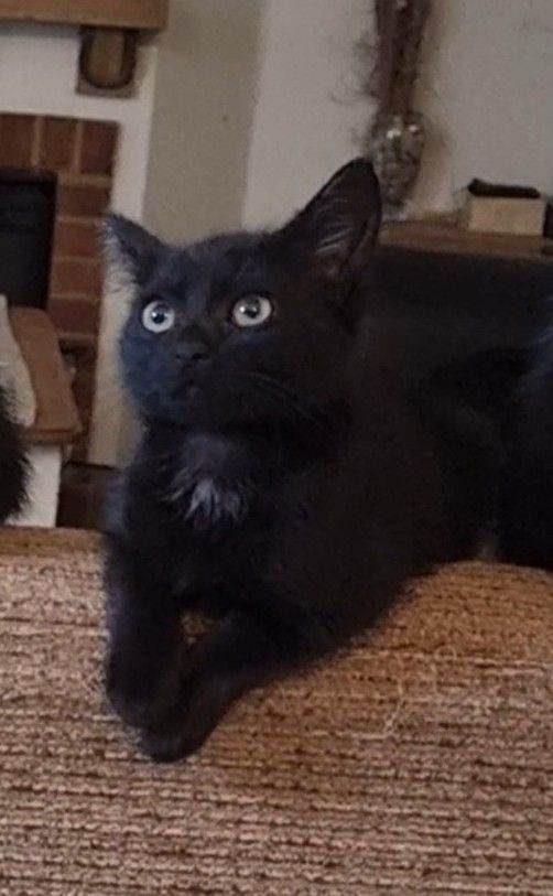*Only 1 still available* Beautiful friendly playful kittens ready now.