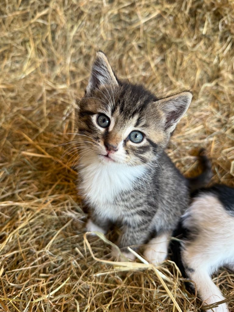 6 Gorgeous Kittens 