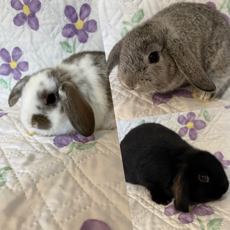 Baby Mini Lops (Ready 19th of Feb)
