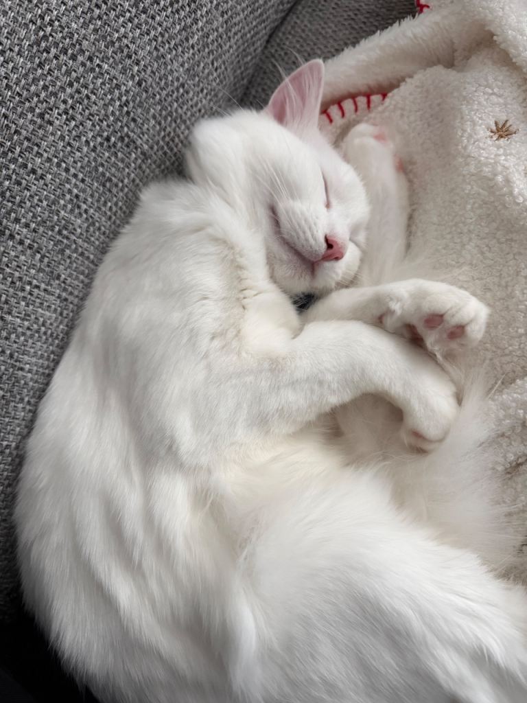 Turkish Angora Pure White Cat for rehoming