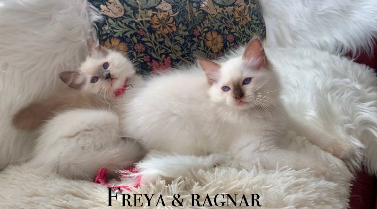 Beautiful Gccf Anne baker lines Ragdoll kittens 