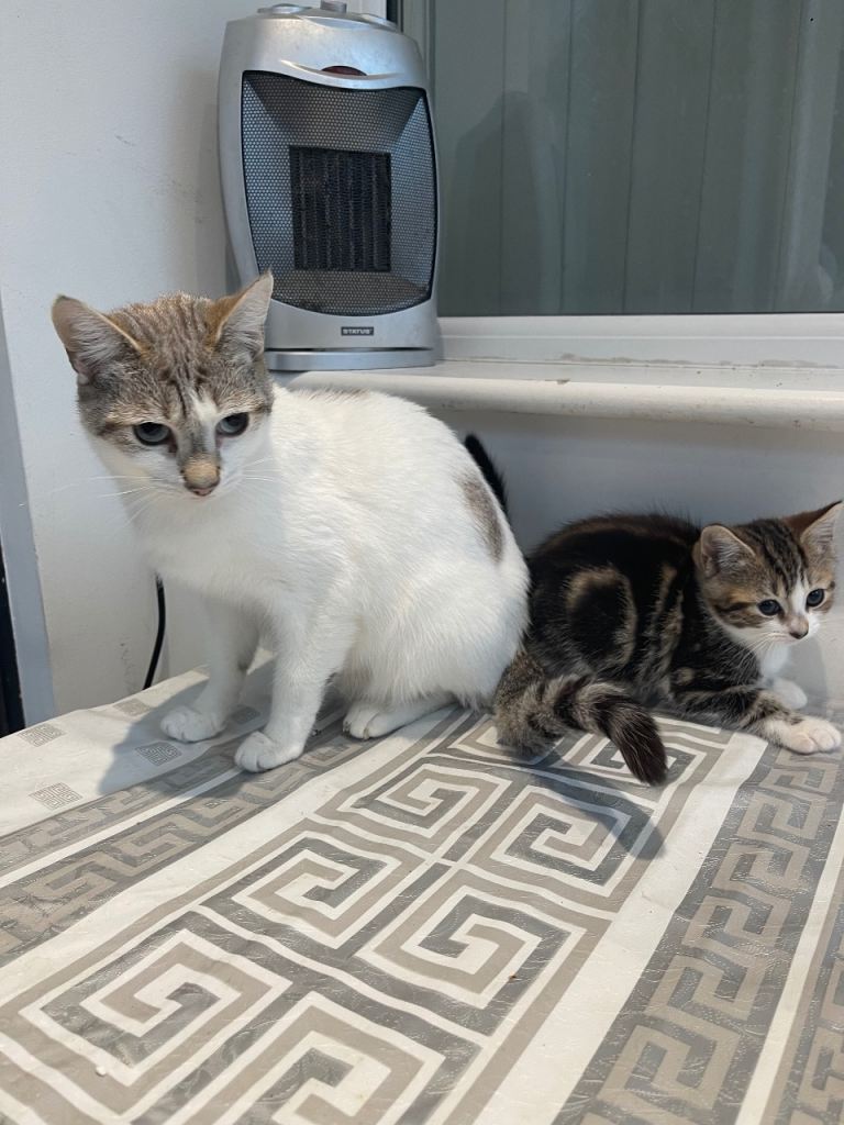 image for Bengal xtabby kittens for sale 